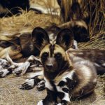 african-wild-dogs