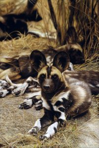 african-wild-dogs