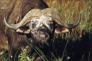 buffalo-bull