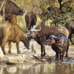buffalo-by-water