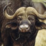 cape-buffalo-bull