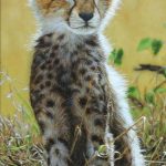 cheetah-cub