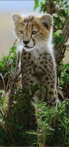 cheetah-grass