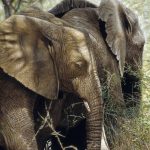 elephants-feeding