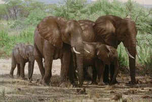 elephants-taking-shade