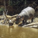 hippo-mother-and-baby