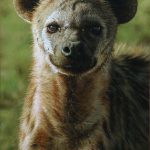 hyena-princess