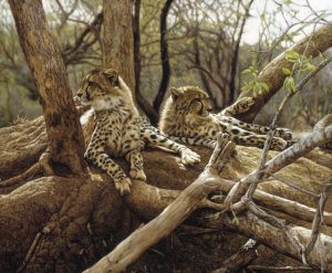kapama-cheetahs