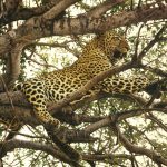 leopard-in-tree2