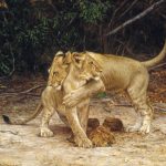 lion-cubs