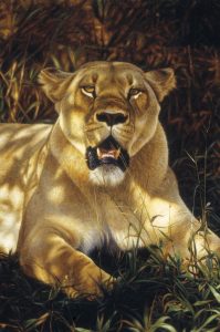 lioness-in-shade