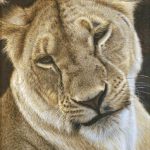 lioness-portrait