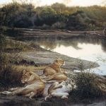 lions-by-water