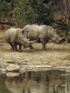 rhinos-by-water