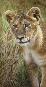 wet-lion-cub